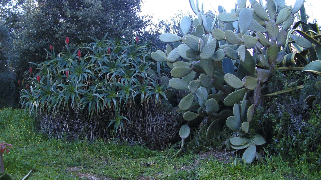 Photo of Outdoor in Aglientu